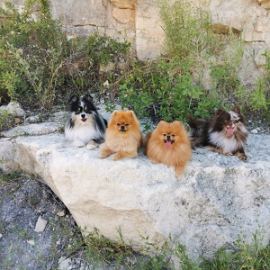 Jill Gillespie Fluffy's Pet Grocery